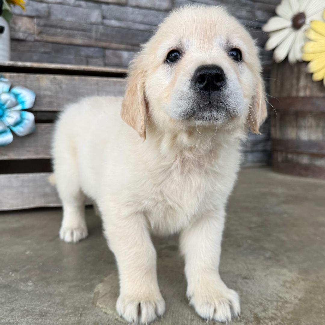 Tillie
