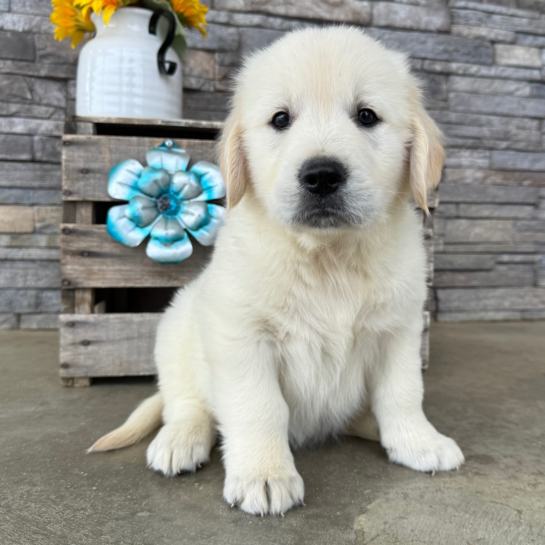Zoey